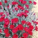 Carnation: description and varieties, planting and care