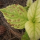 Hydrangea chlorosis: description, causes and methods of treatment