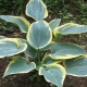 Hosta first frost: description, planting, care and reproduction