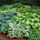 Hybrid Hosta: popis, odrůdy, doporučení pro pěstování