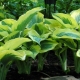 Hosta Liberty: description, recommendations for growing and reproduction
