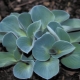玉簪老鼠耳朵：描述，品种和栽培