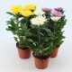 Crizantema Anastasia: recomandări pentru plantare și îngrijire