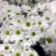 Chrysantheme Bacardi: Beschreibung und Anbau