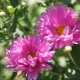 Indická chryzantéma: popis, odrůdy a doporučení péče