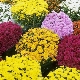 韩国菊花：种植类型和建议