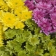 Tufa de crizantemă: tipuri, plantare și îngrijire