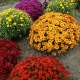 Chrysanthemum multiflora: caractéristiques, variétés et culture