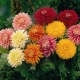 Crizantema cu un singur cap: descriere, soiuri și recomandări pentru cultivare