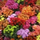 Crisantemo: descrizione e varietà, semina e cura