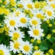 Kamille-Chrysanthemen: Sorten und Tipps für den Anbau