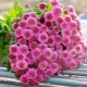 Chrysanthemums santini: ποικιλίες, συστάσεις για φροντίδα και αναπαραγωγή