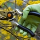 How to properly prune forsythia?