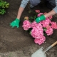 How to plant a hydrangea outdoors in the spring?