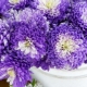 How to propagate chrysanthemum?