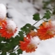 Wie bewahrt man Chrysanthemen im Winter auf?