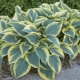 How to grow hosta from seeds?