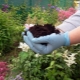 Welche Art von Boden mögen Hortensien und wie kann man sie ansäuern?