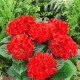 Hortensia roja: variedades, selección y cultivo.
