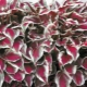 红玉簪：描述和农业技术 