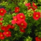 Red Potentilla: popular varieties, cultivation and care