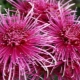 Großblumige Chrysanthemen: Sorten, Tipps für den Anbau und die Vermehrung