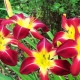 Daylily: description of species and varieties, growing secrets