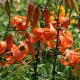 Lelies marchagon-hybriden: populaire variëteiten, hun plant- en verzorgingsregels