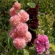 Terry mallow: description, recommendations for cultivation and reproduction