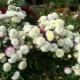 Vytrvalé chryzantémy: odrůdy, výsadba a péče