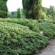 普通杜松绿地毯：描述，种植和护理