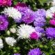 Low-growing asters: varieties, cultivation and reproduction