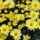 Eenjarige chrysant: beschrijving, variëteiten, aanplant en verzorging