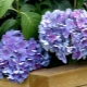 Planting hydrangeas and care recommendations