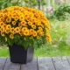 Planting and caring for chrysanthemums