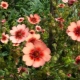Pink Potentilla: varieties and their cultivation