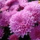 Rosa Chrysanthemen: Merkmale, Bedeutung und Sorten