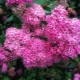 粉色绣线菊：描述、品种、种植和护理