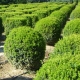 Boxwood: description, types, planting and care