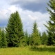 How much and how fast do spruce grow?