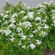白桦叶绣线菊：描述，种植和护理