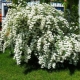 Dwarf spirea: varieties, selection, cultivation and reproduction