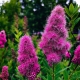 Spirea: description, types and varieties, agricultural technology