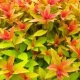 Spirea Japanese Goldflame: description, planting and care