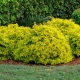 Spirea Japanese Goldmound: description, rules of planting and care