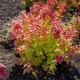 Spirea Japanese Macrophylla: description, planting and care