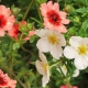 Herb cinquefoil: varieties, planting and care recommendations