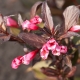 Veigela blooming Alexandra: descripción, reglas de plantación y cuidado.