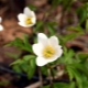 Dubravnaya anemone: populære sorter, plantning og plejeregler