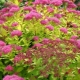 All about Japanese spirea